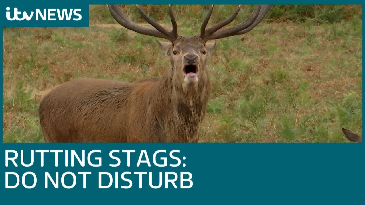 Photographers 'dangerously close' to rutting stags on Richmond | ITV News