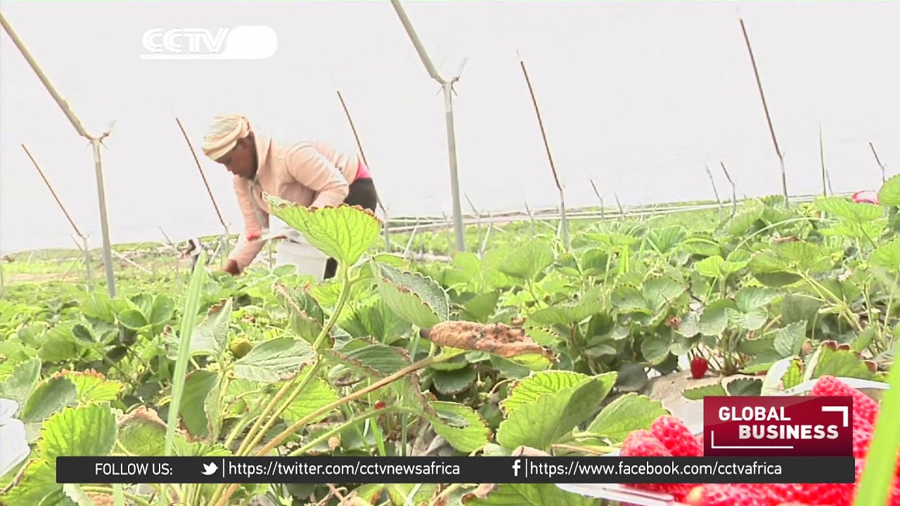 Sweet success story from family owned strawberry farm