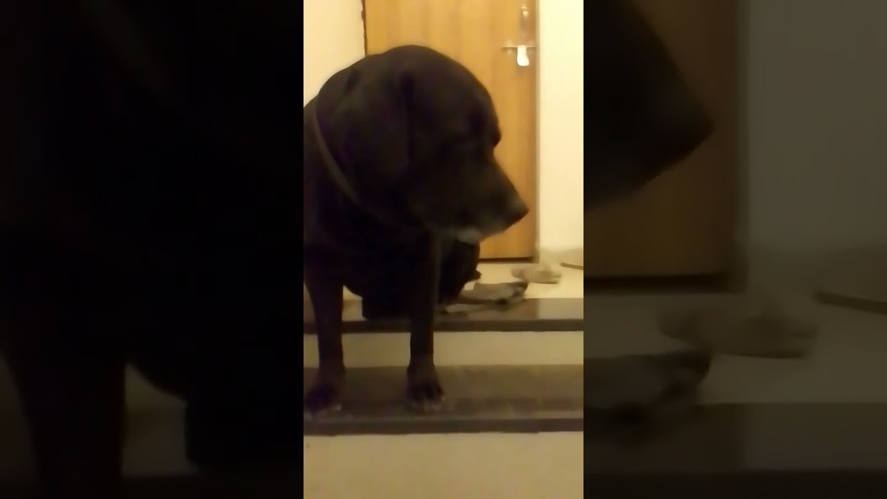 Labrador forever #shorts #short