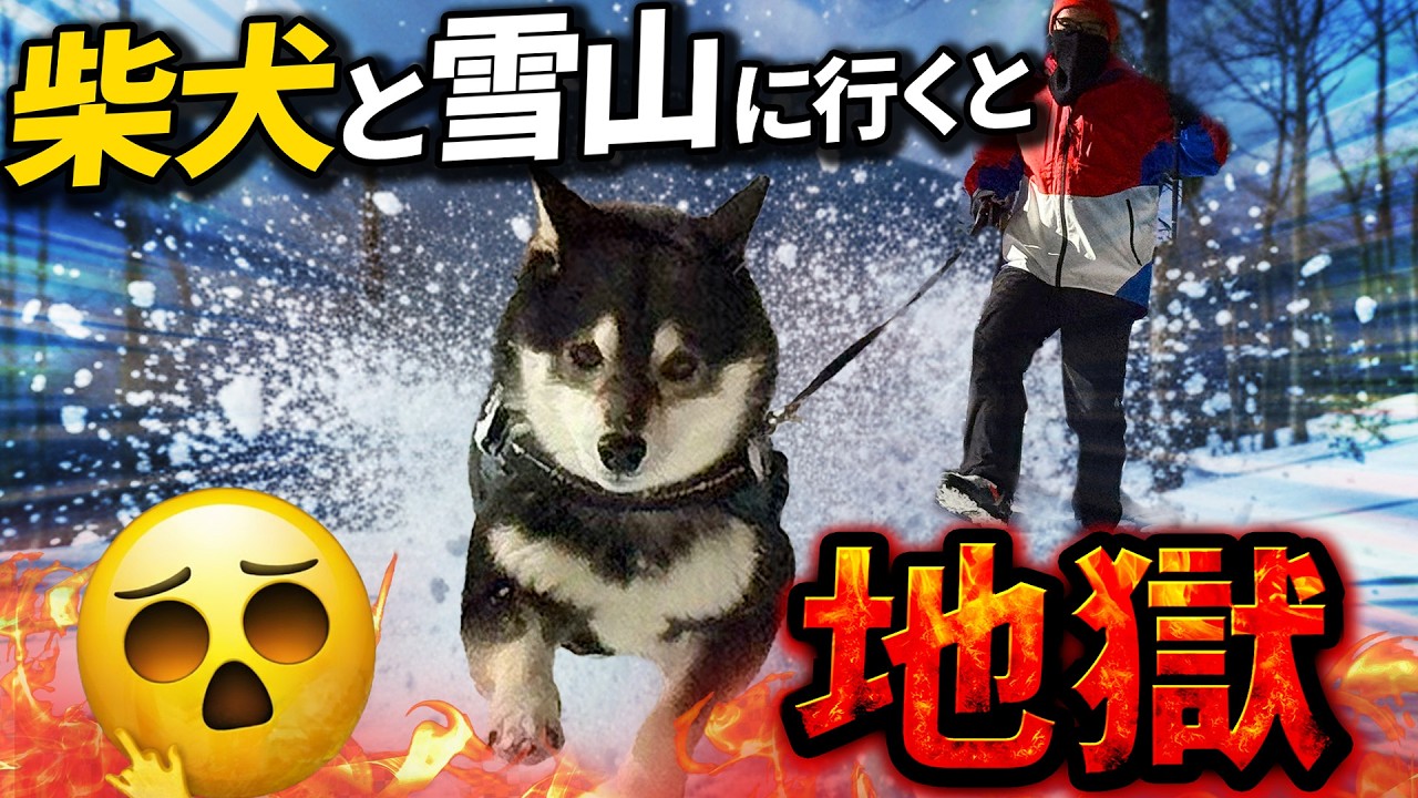 柴犬と雪山に行くと飼い主は地獄を見ます。