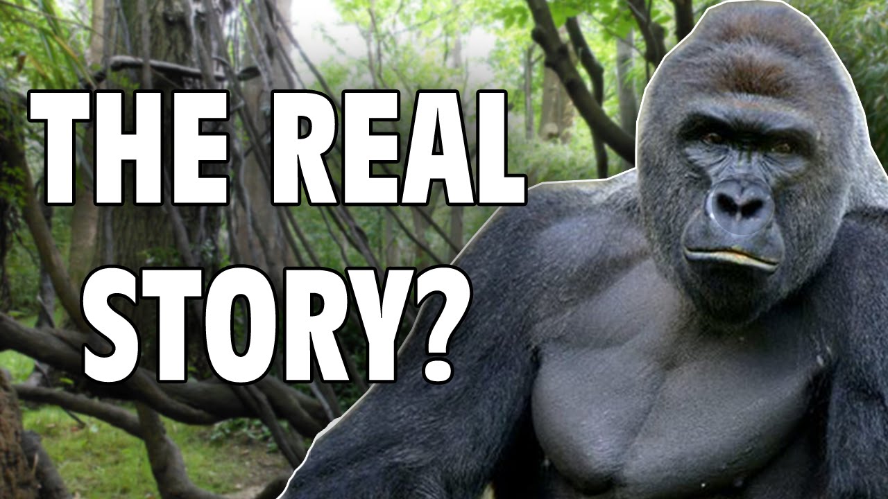 Harambe: The Real Story - Internet Hall of Fame