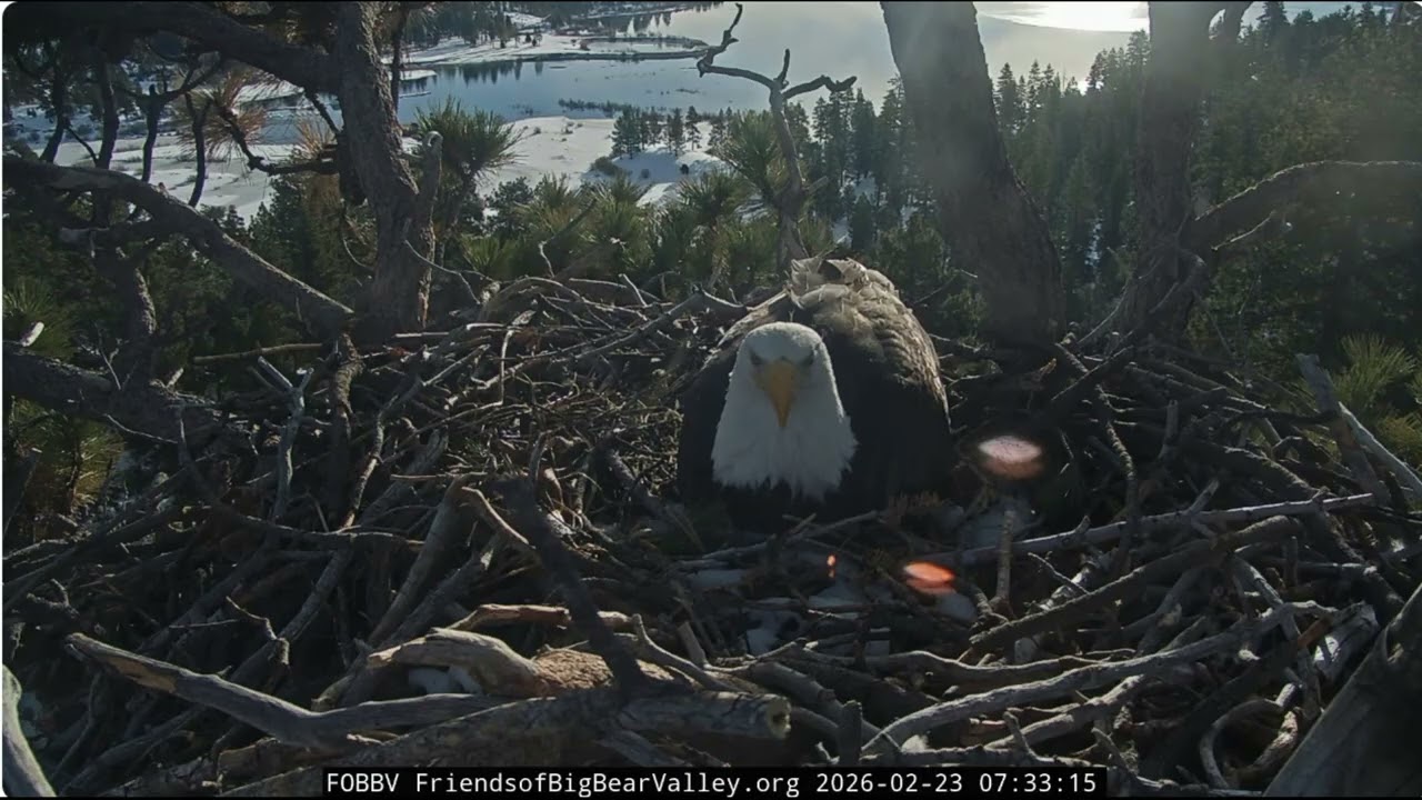 Jackie and Shadow two twigs, mating 23.02.2026 @FOBBVCAM