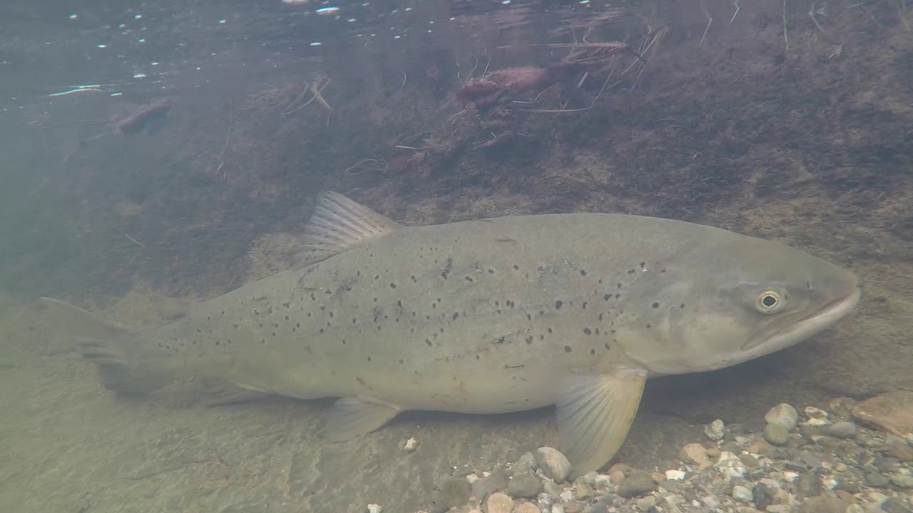 27. Fischen ... Angeln ... Laichwanderung der Seeforellen aus dem Bodensee