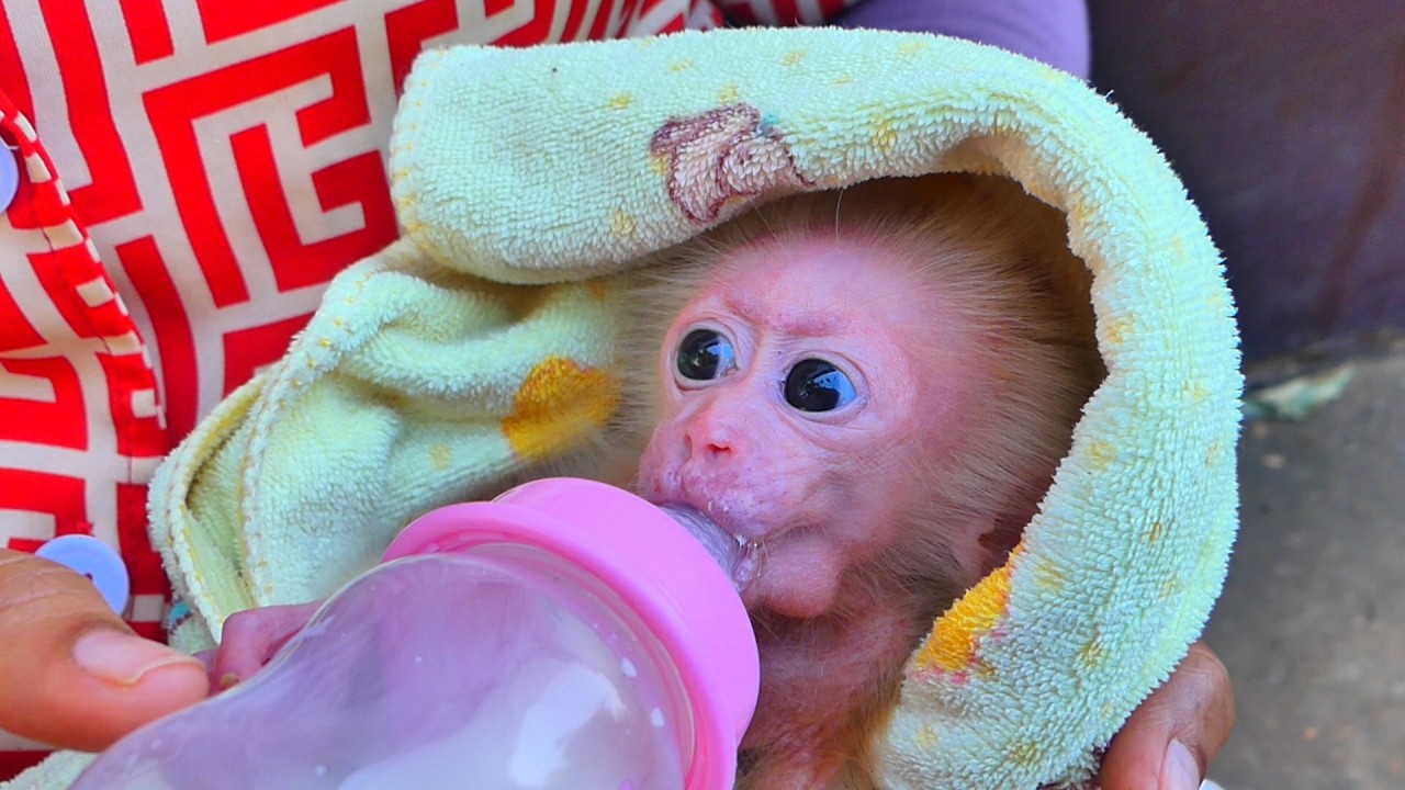 The baby monkey is drinking milk when its mother cries.