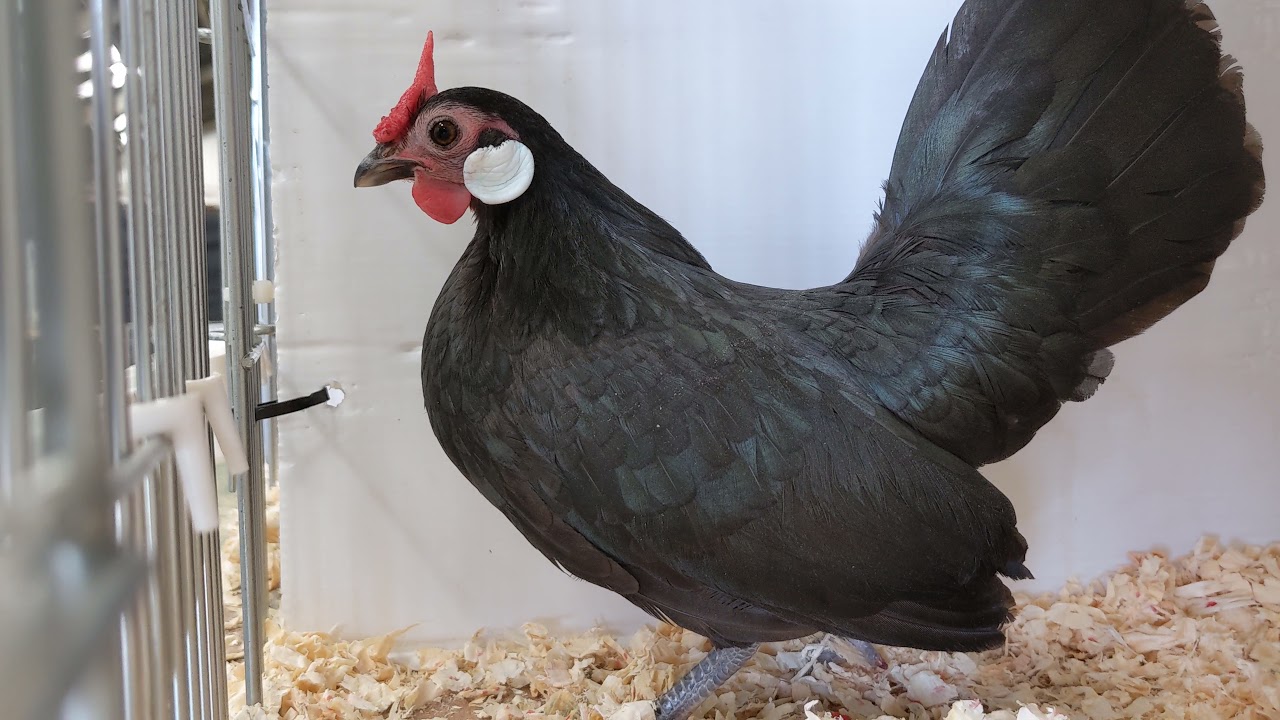 A rosecomb bantam at the Great Yorkshire show.