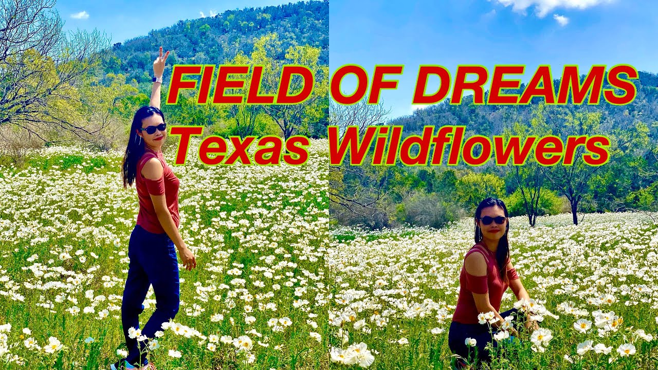 Field of Dreams Texas Hill Country Wildflowers Willow City Loop | White Prickly Poppy + Bluebonnets