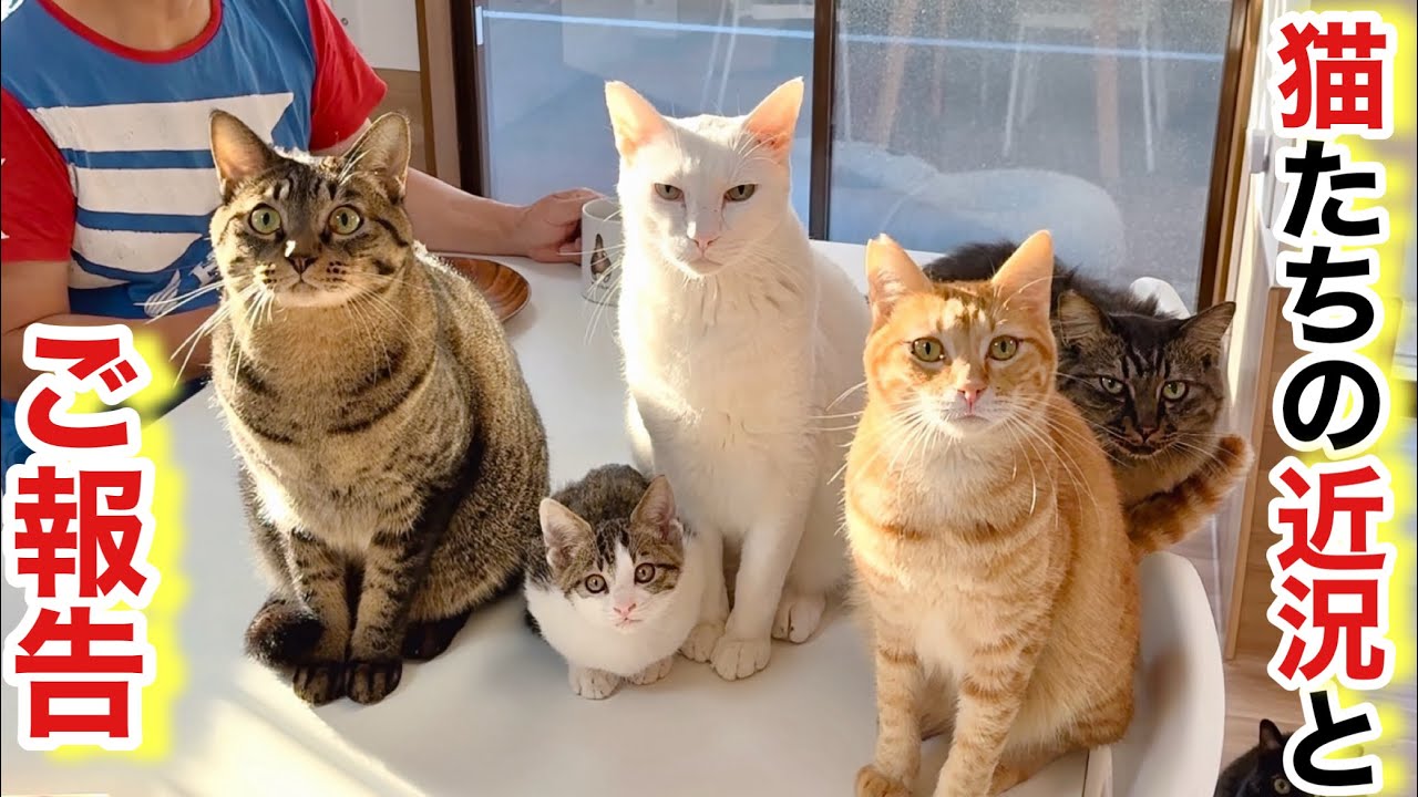 【試練の嵐】白血病･癌･FIP､飼い主入院‥すべてを乗り越えるために