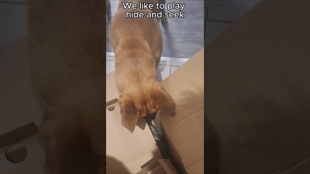 Shelter dog gets adopted after 3 years at the shelter #adoptstrays #shelterdog #rescueefforts