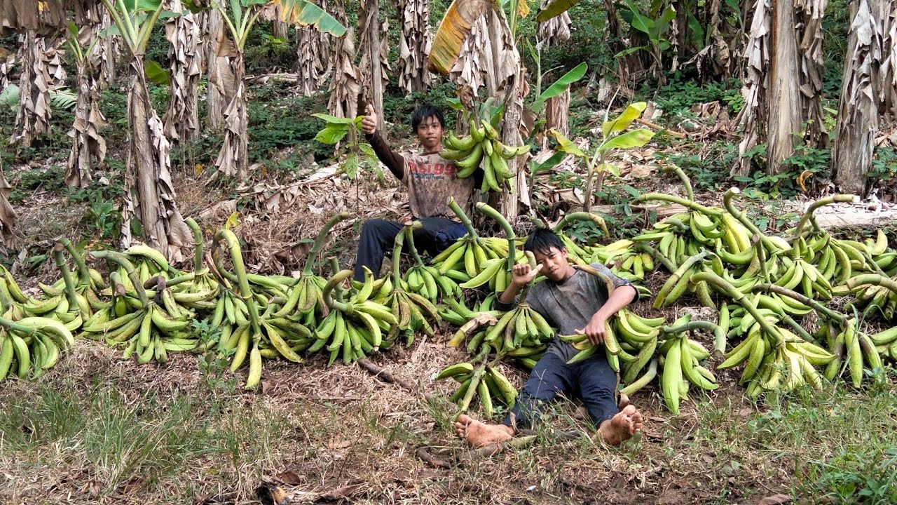 Panen dan mengojek #pisang byar/tanduk di kebun 