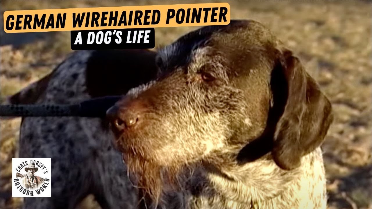 A Dog's Life - German WIrehaired Pointer