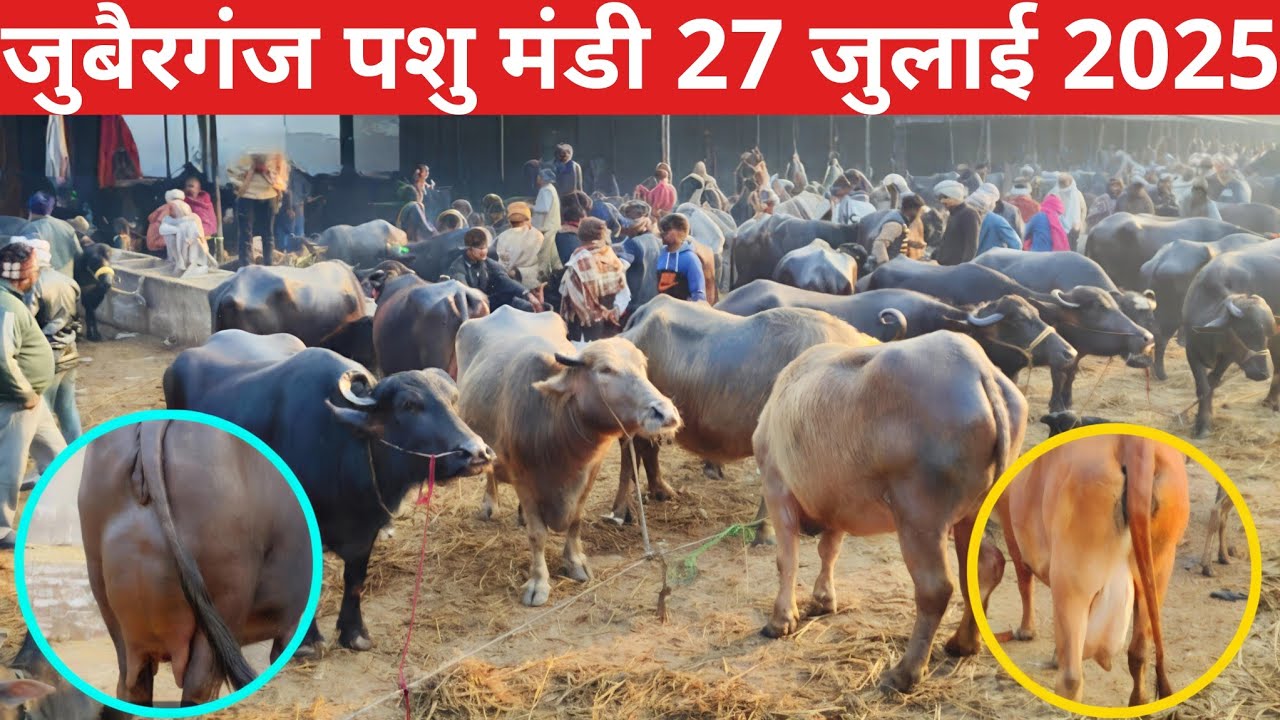 जुबैरगंज पशु मंडी जुलाई  2025  जानिए पशुओं का ताजा रेट#juberganj