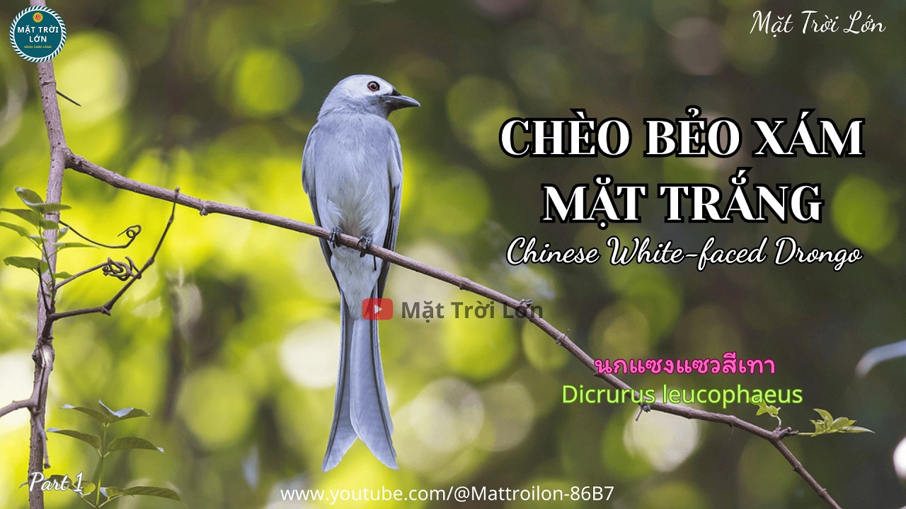 ✅Tiếng chim Chèo bẻo xám mặt trắng chuẩn mp3 | Chinese White-faced Drongo (Ashy Drongo) call (P1)