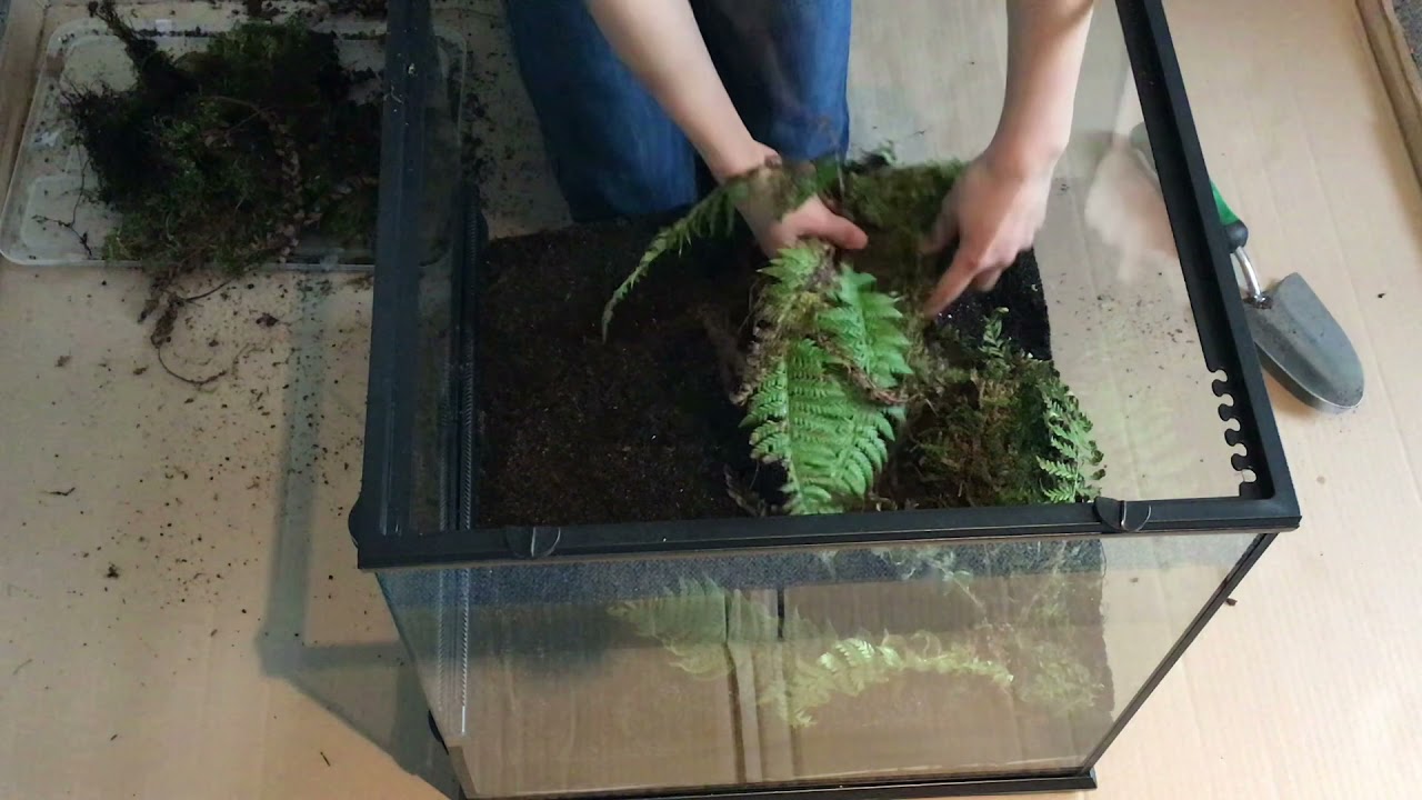 Terrarium für Pacman Frosch einrichten