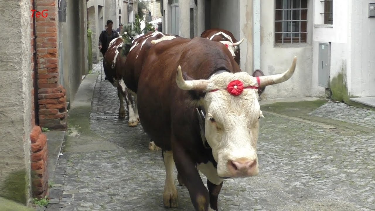 Desnalp&agrave; 2018 - Transumanza di mucche per le vie di Settimo Vittone
