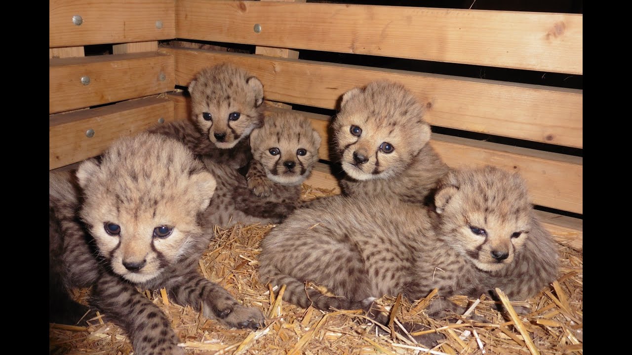 Geparden-Nachwuchs im Zoo Rostock