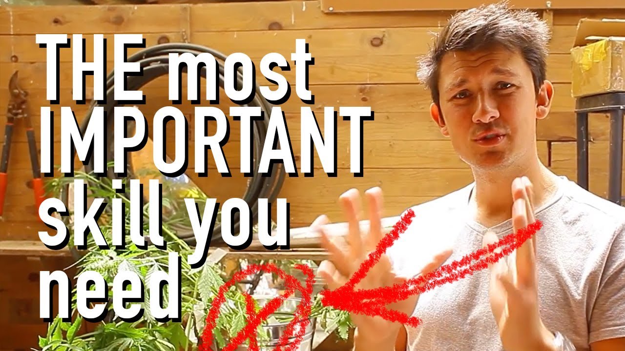 How to pollinate cannabis plants!