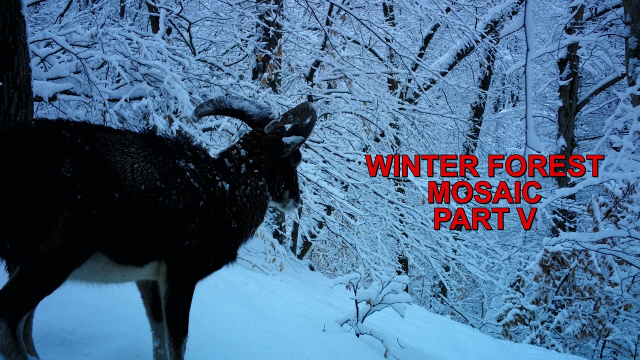 WINTER FOREST MOSAIC  PART V - STORIES FROM FORESTS AND MEADOWS (78)