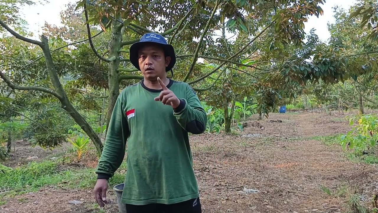 PUPUK PEMBUNGAAN MURAH ALA IKE RISMEN KITA PRAKTEK KAN DI KEBUN MASTANI