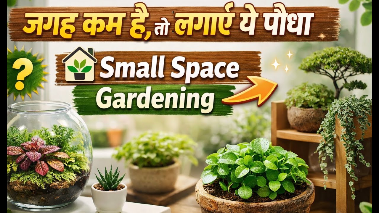 Mini Garden Idea अगर जगह कम है, तो ये पौधा ज़रूर लगाएँ Small Space Gardening Made Easy #gardening