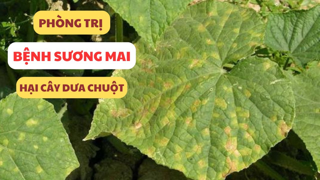 Bệnh Sương Mai Hại Cây Dưa Chuột - Bạn Đã Biết Cách Phòng Trừ? | Khuyến Nông Thủy Nguyên