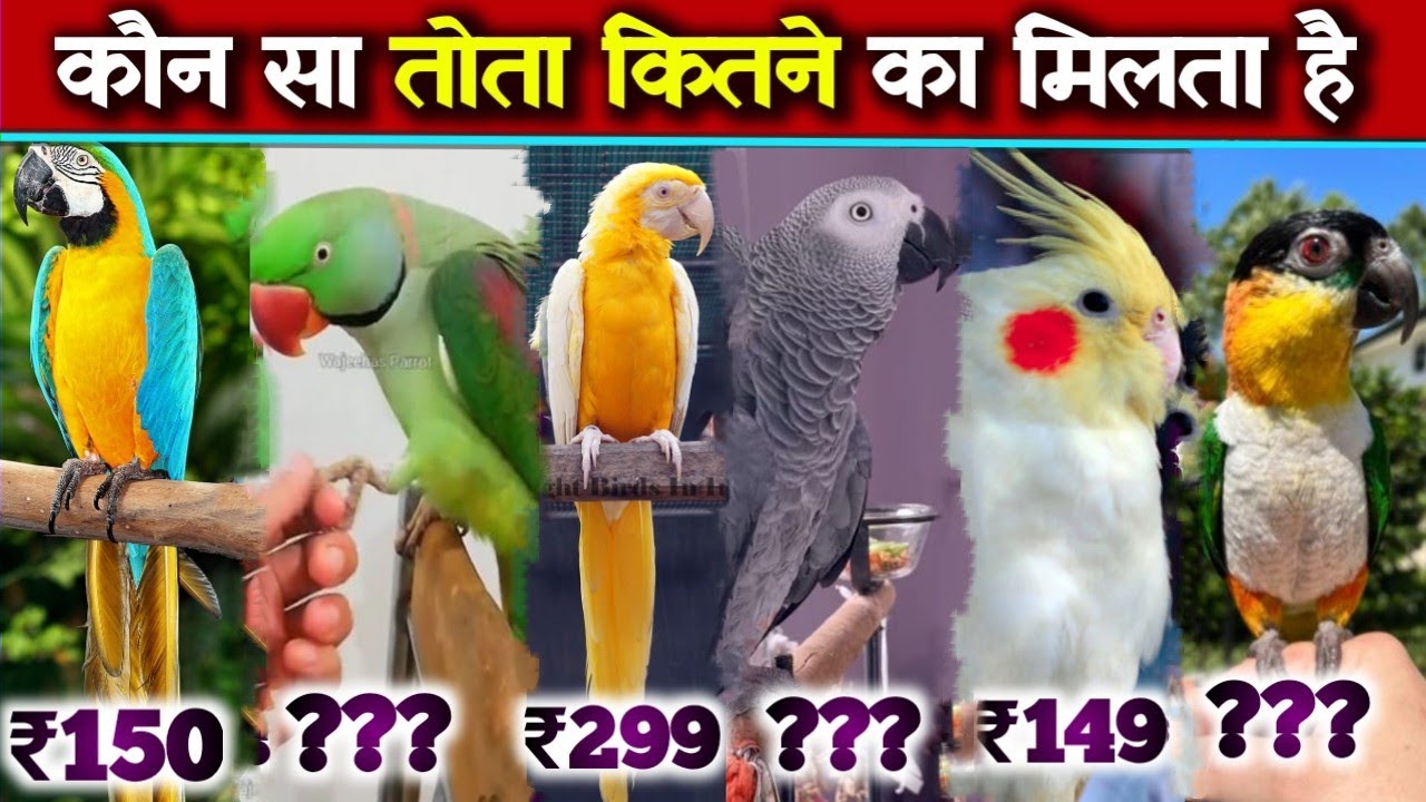 kon sa Tota kitne ka milta Hai india 2025🦜 | parrot birds latest price 2025 in India #parrotprice