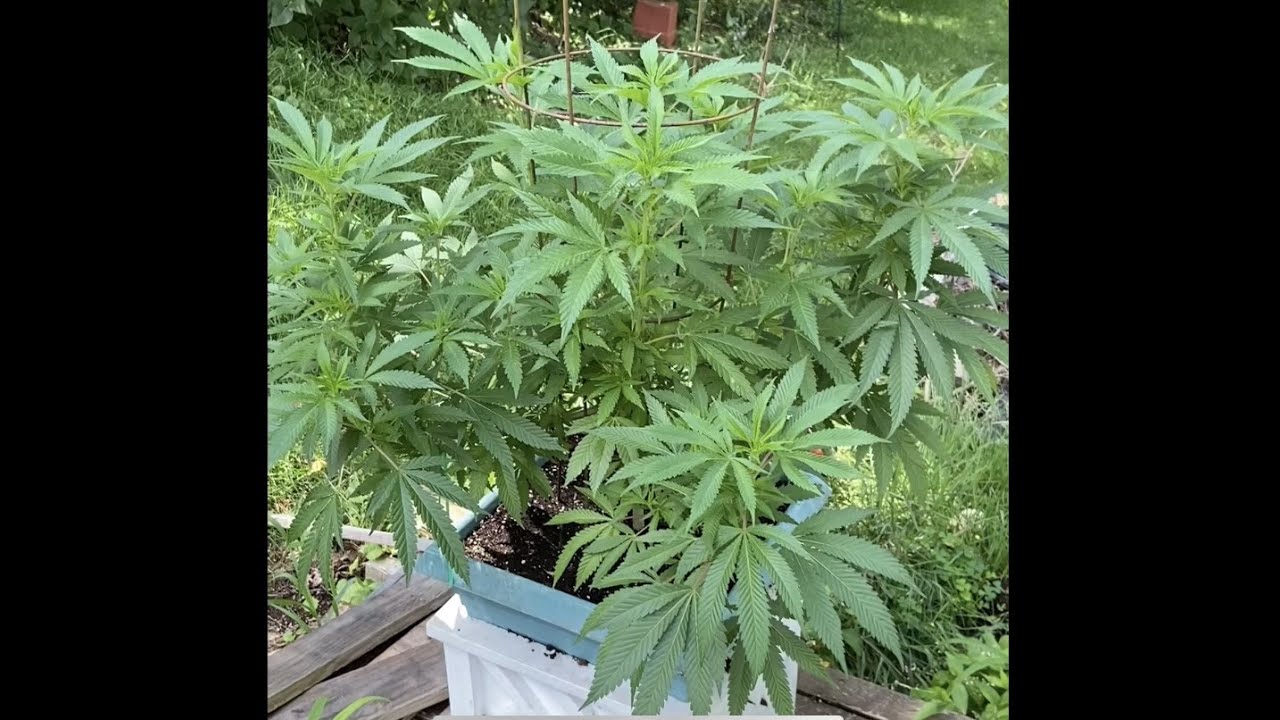How To: Marijuana Clone