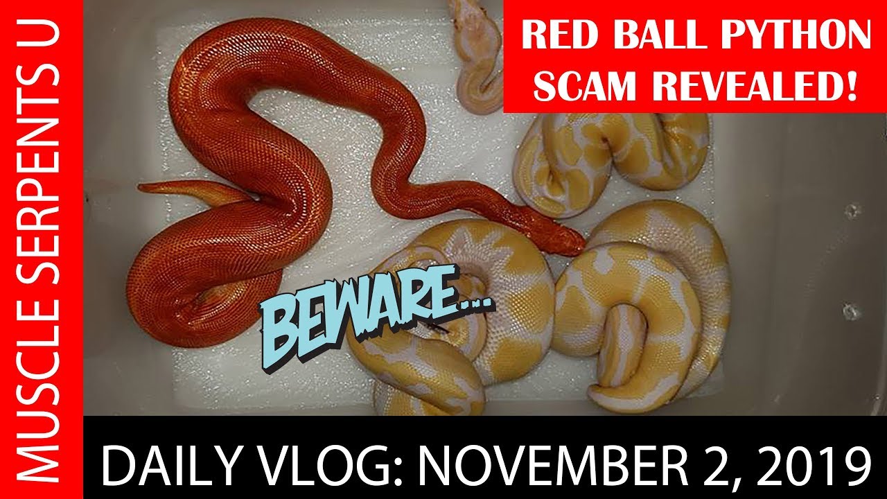 RED BALL PYTHON SCAM ALERT!  Special Edition: Nov 2, 2019