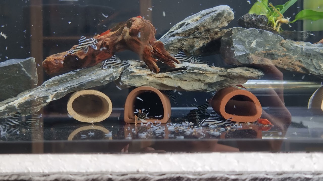 ZEBRA L46 PLECO GOING BONKER ON THEIR MEAL!!!