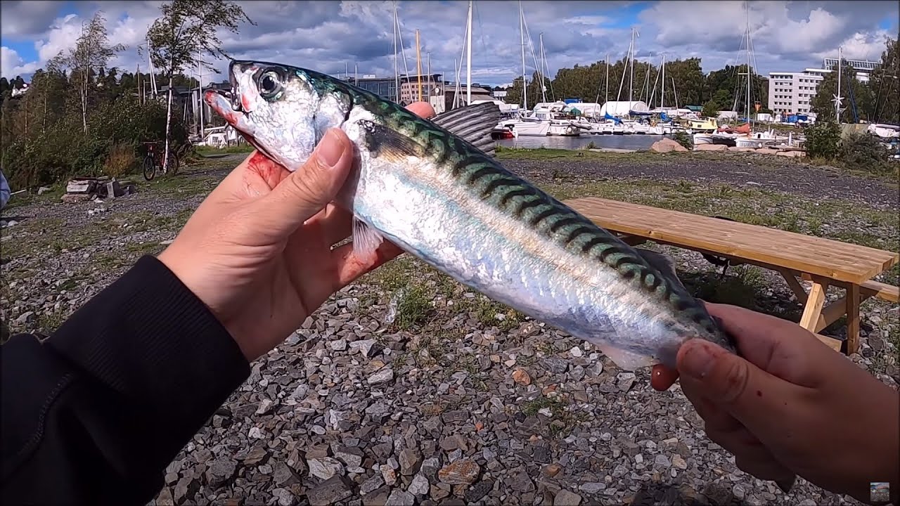 Dark waters - Some big Mackerels - Feite makreller - Oslo Norway 2021