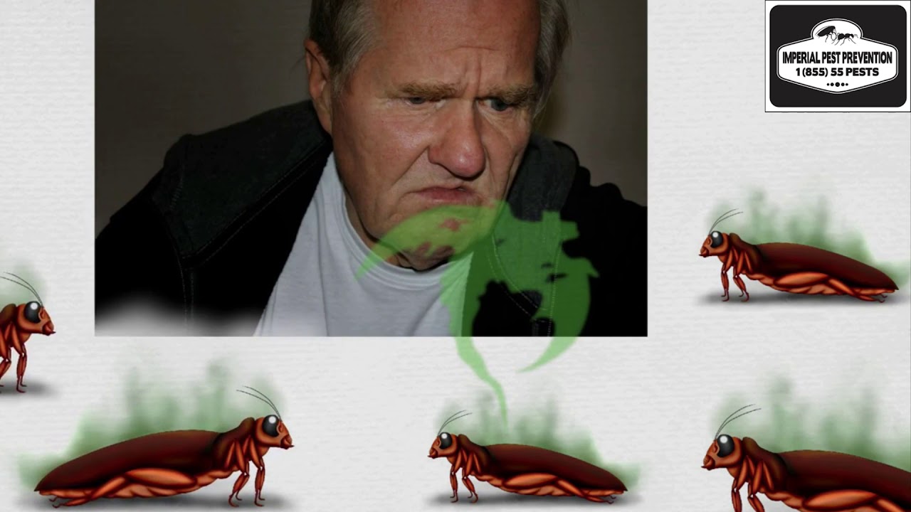 Signs of a Cockroach Infestation