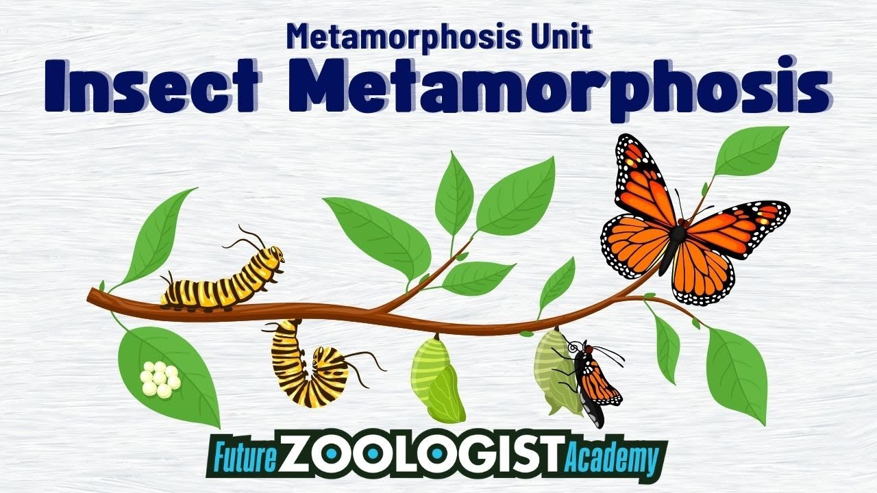 Insect Metamorphosis | Complete and Incomplete Metamorphosis