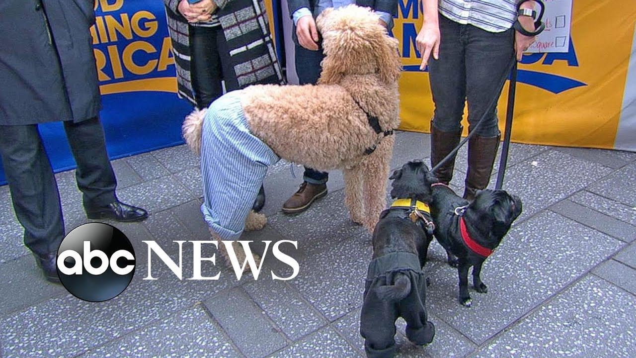 How Would a Dog Wear Pants? Debate Divides Internet