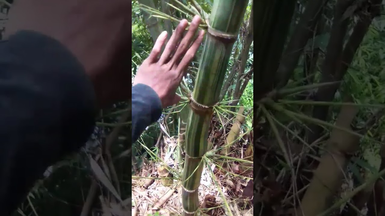 bambu petuk langka sekaligus tiga ! #shorts