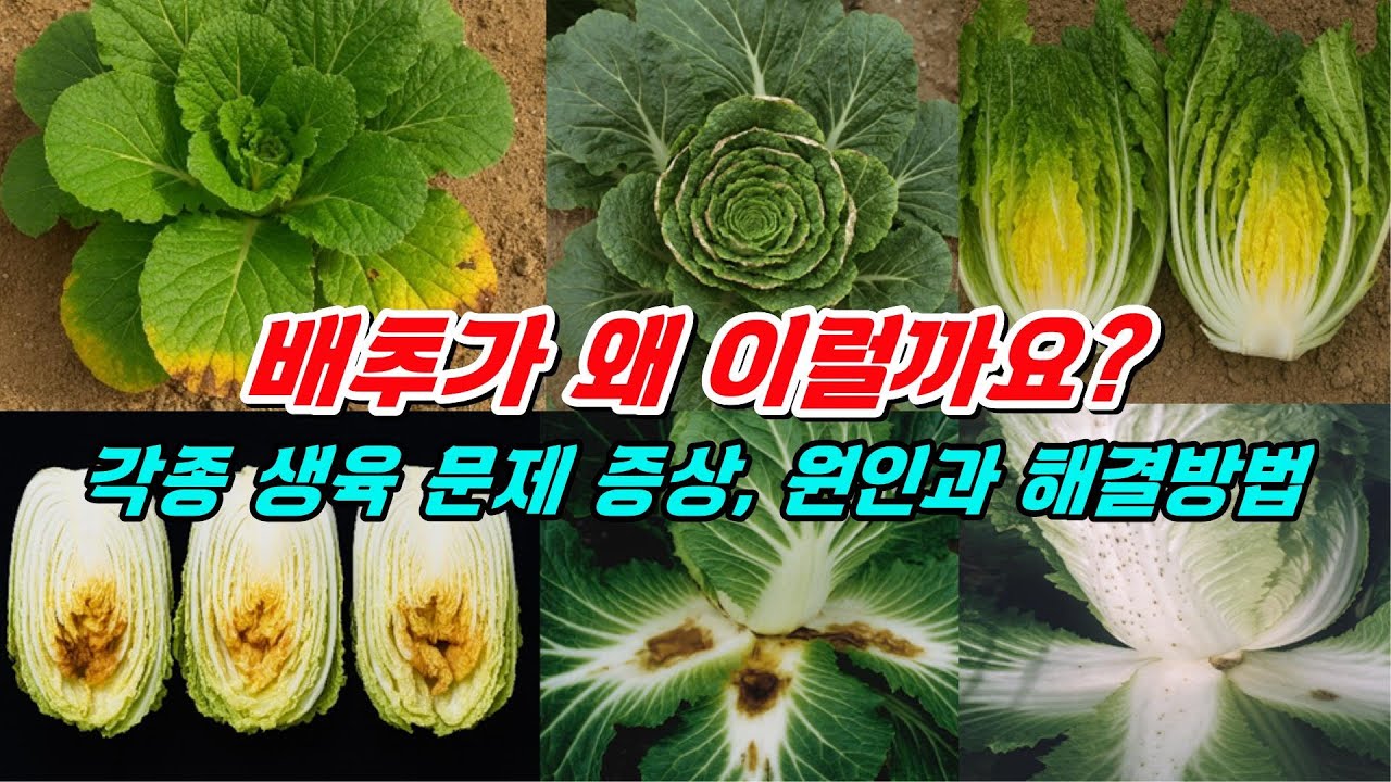 배추의 각종 생리장애 증상, 원인과 해결방안은?