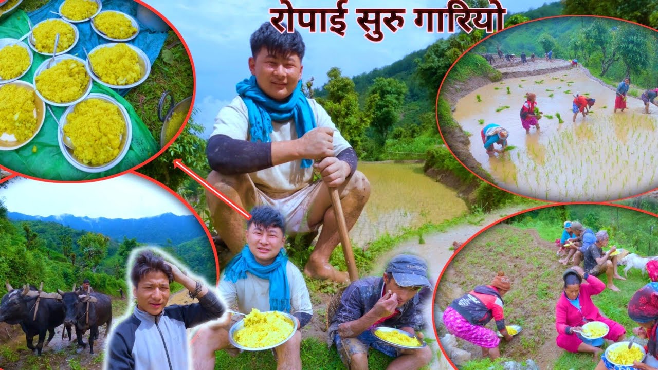 This is how the rice planting of the year 2082 happened2082 साल को धान रोपाइँ यस्तो भयो