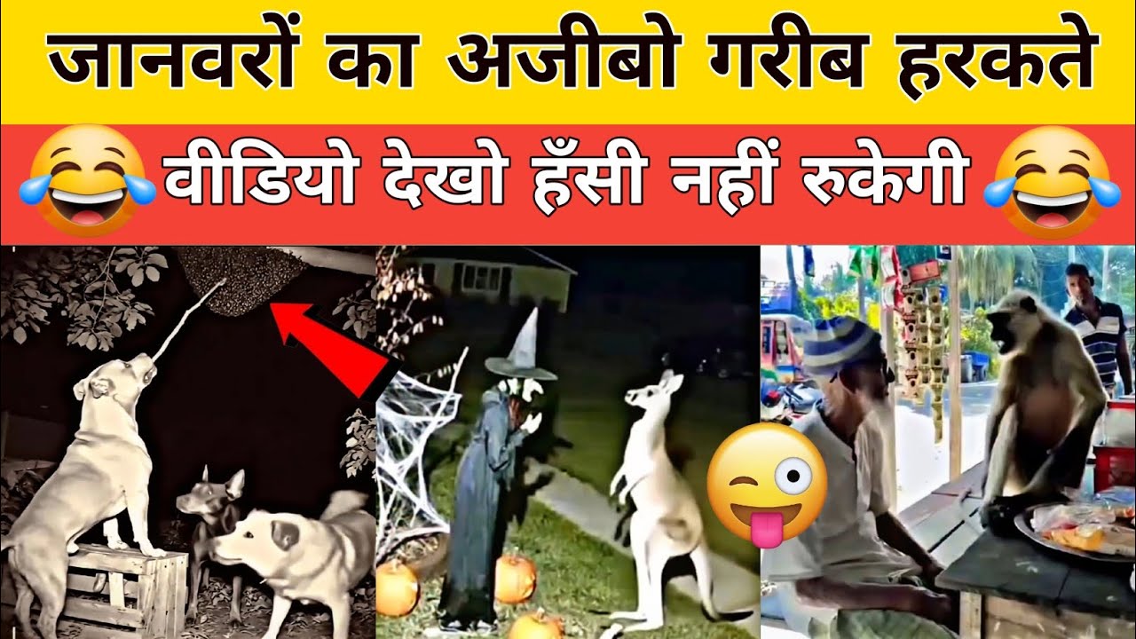 Animal Funny Moments Video 😂 | Dogesh Bhai Funny moment | Monkey VS Dog Funny Video #bome 