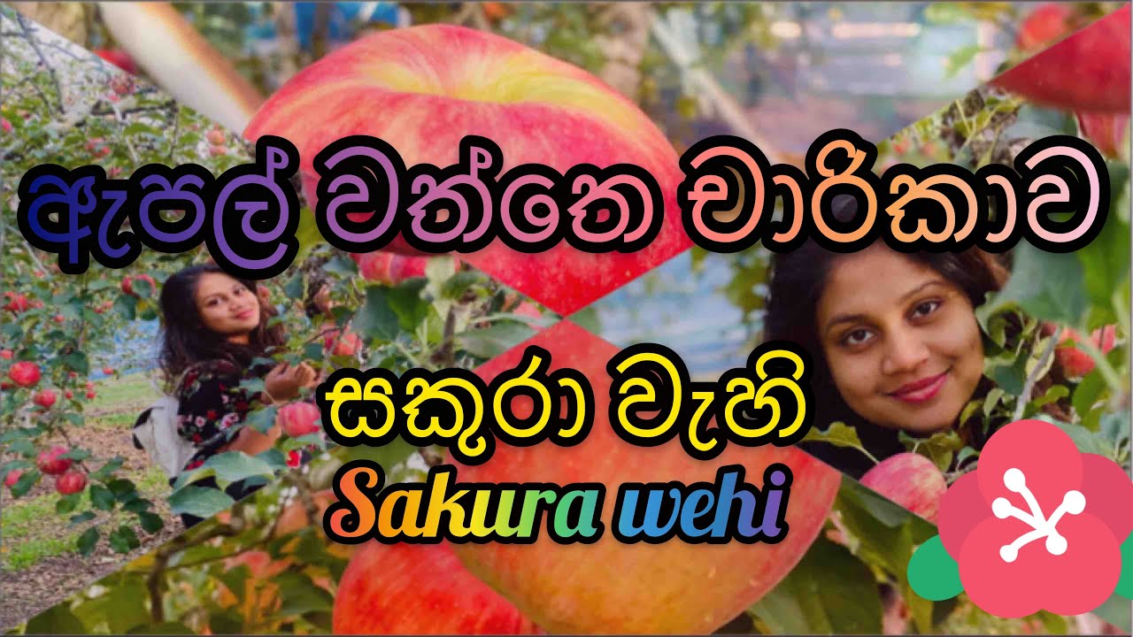 ඇපල් වත්තෙ චාරිකාව 🍎りんご狩り🍎Apple Estate with Sakura wehi🙏🙏🙏❤️❤️❤️
