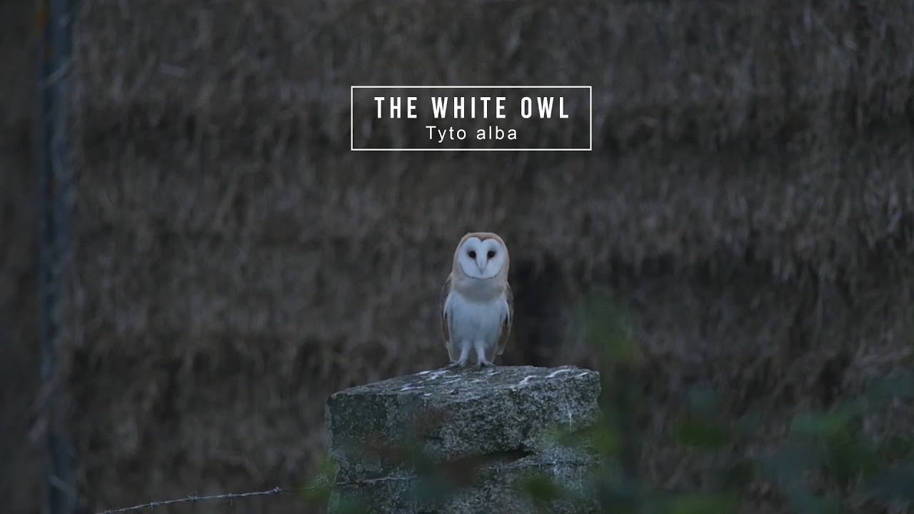 Tyto alba, The White Owl