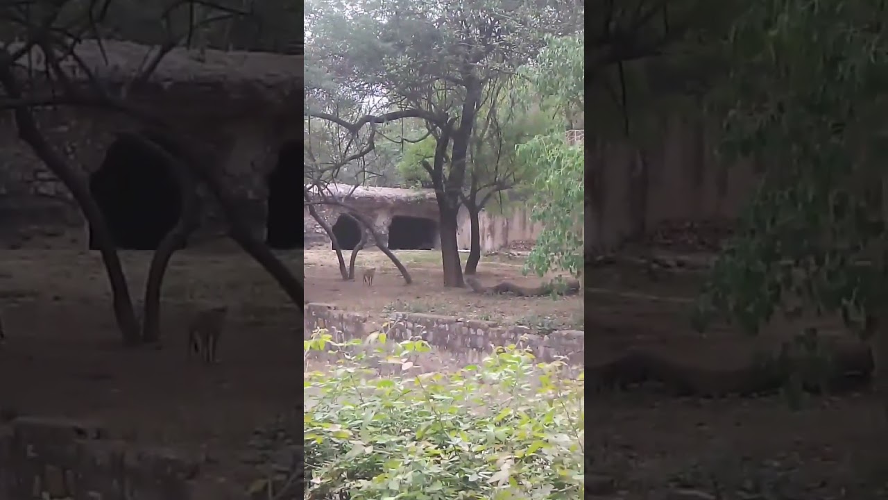 kaun sa janwar hai bahut karnatak hai 80% logo ko nhi pta hai  comment karke jarur batae fast answer