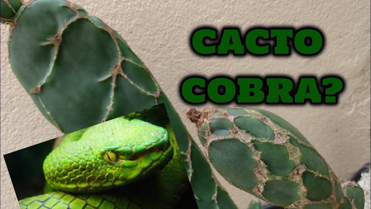 CACTO COBRA - DICAS DE CULTIVO E CURIOSIDADES