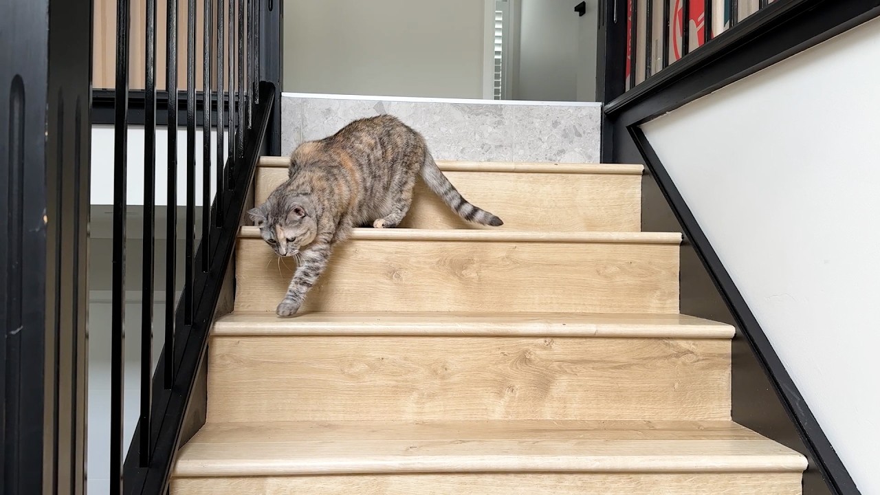 My cat goes down the stairs for the first time