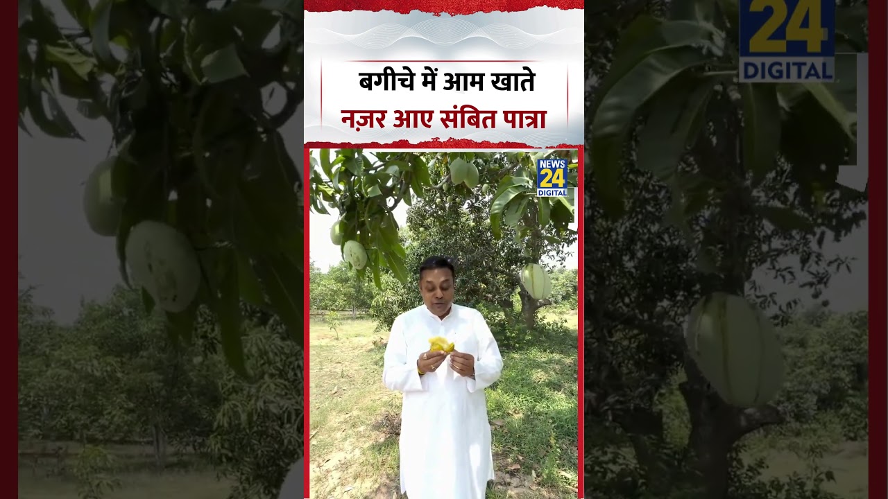 Sambit Patra Viral Video |  बगीचे में आम खाते नज़र आए संबित पात्रा | #sambitpatra #bjp #viralvideo