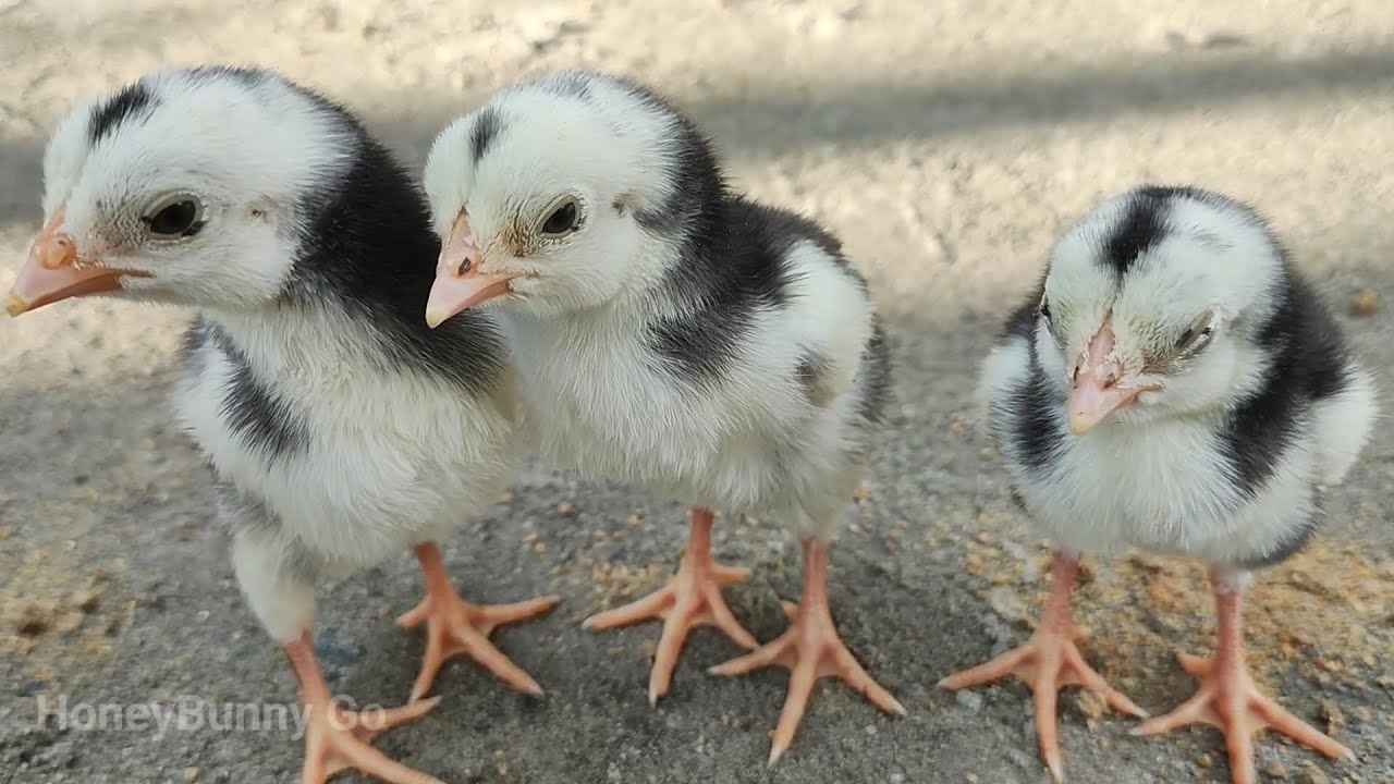 Cute Baby Chicken Falling to Sleep