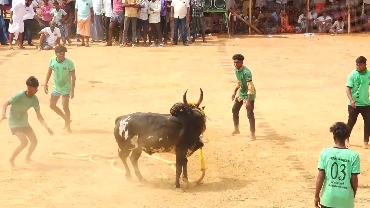எட்டியரேந்தல் தர்மமுனீஸ்வரர் குழு Vs மடத்தான்புஞ்சை சேகர் யாதவ் காளை | PK Media
