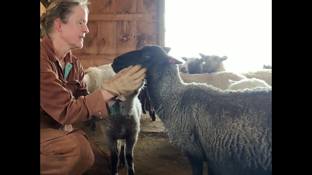 The Good of Work - Episode #1 - Life on a Sheep Farm - Drum Carding, Unboxing, Ewe Focus, Barn Time