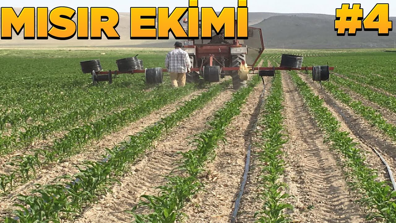 SİLAJ İÇİN MISIR EKİMİ YAPIYORUZ | FARMİNG SİMULATOR 2022 | FS2 | fs 22 öğretici oynanış | fs 22