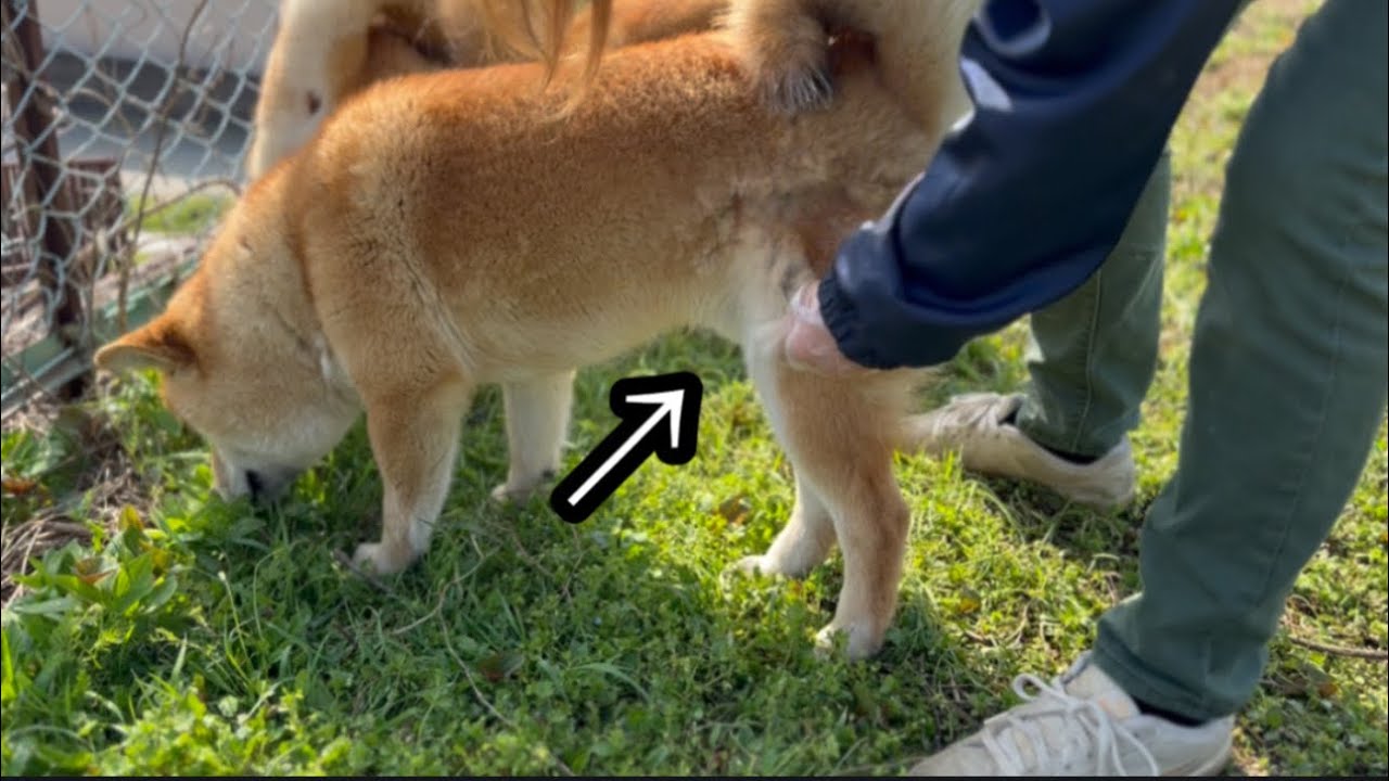 換毛期の柴犬はちょっと触ると体に穴ができます！