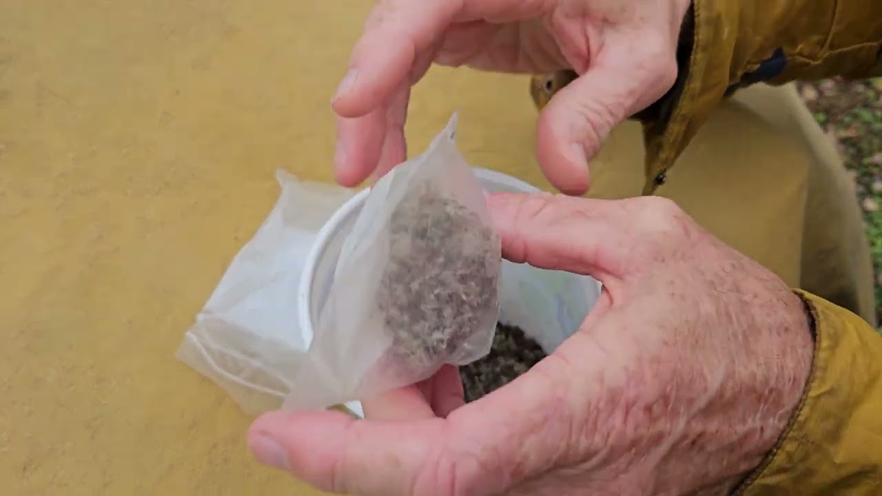 Collecting and Planting Black Cohosh Seed