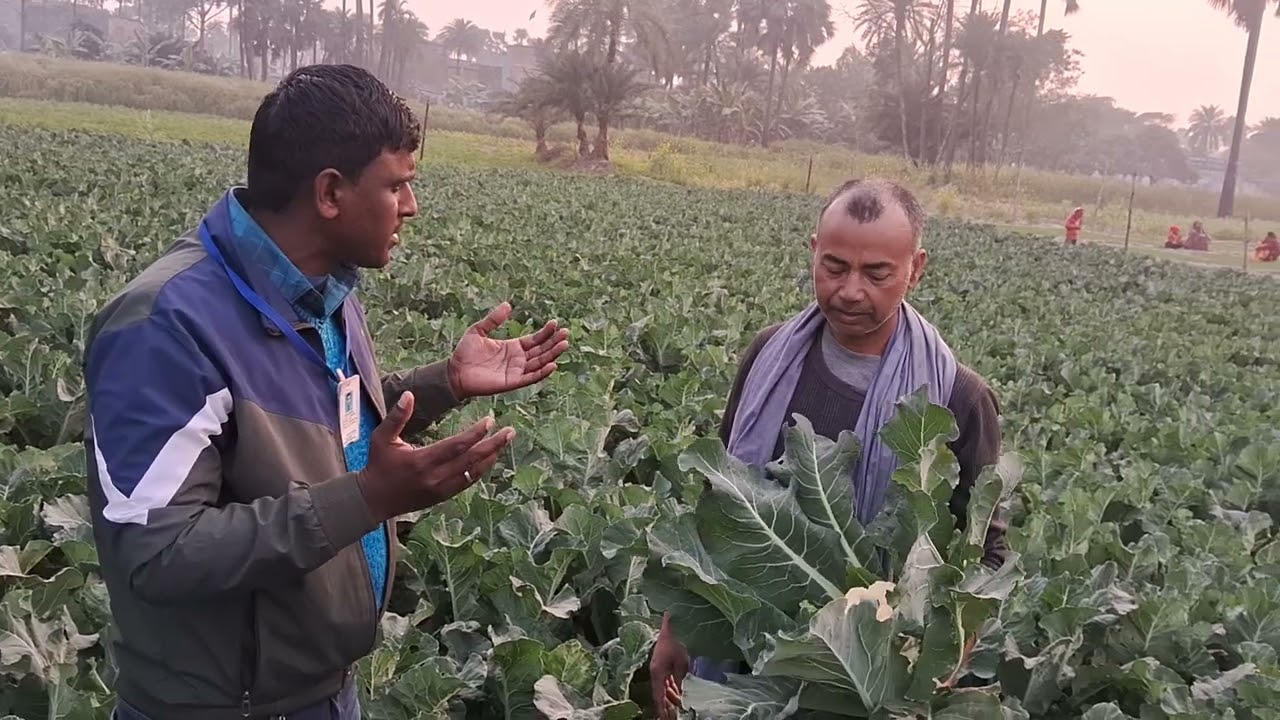 Basf Nunhems Company Ka Cauliflower Veera-5002 Plot Farmer Feedback 