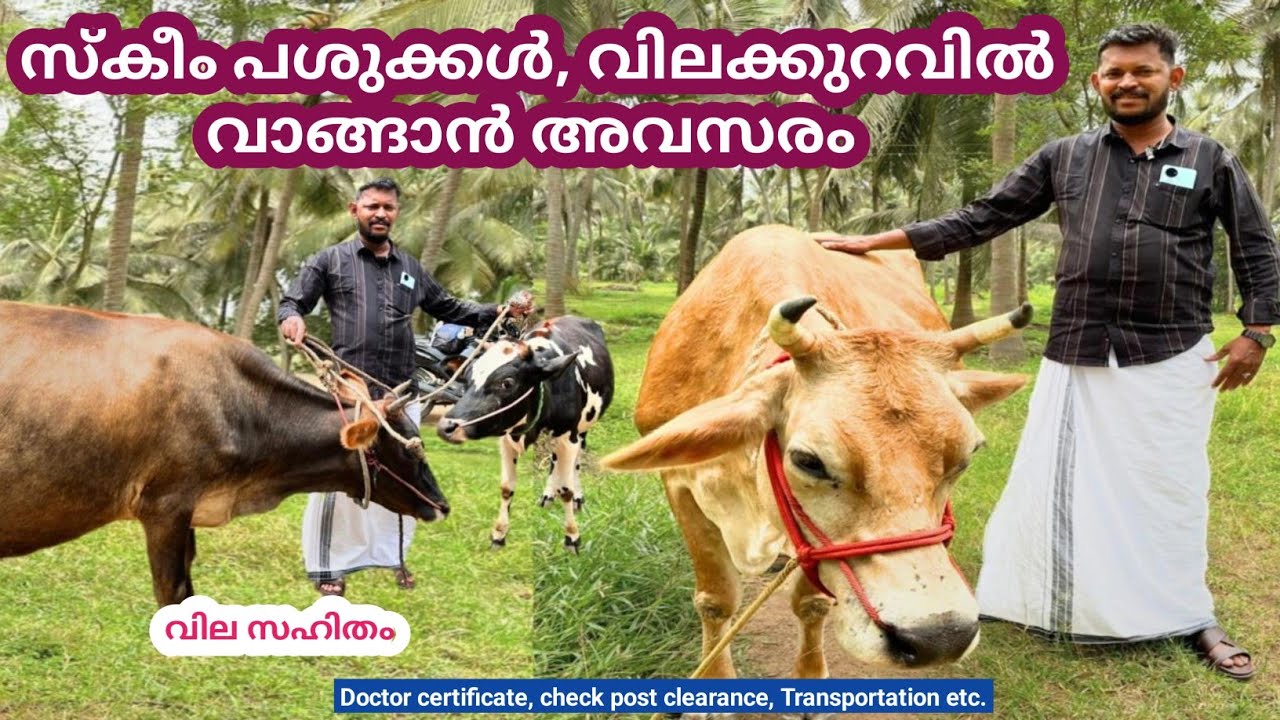 Jersy  പശുക്കൾ ആദായ വിലയിൽ l സ്കീം പശുക്കൾക്ക് ഇത്ര വിലകുറവോ 